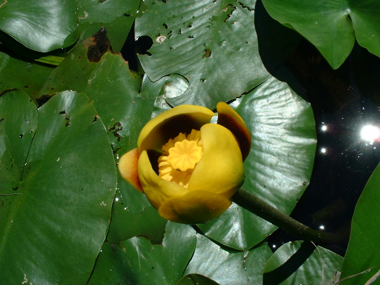 Nuphar variegata